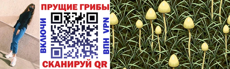 Галлюциногенные грибы GOLDEN TEACHER  ссылка на мегу ТОР  Североморск 